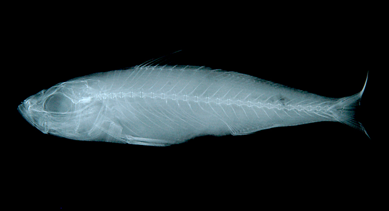 Erythrocles schlegelii (Richardson, 1846)